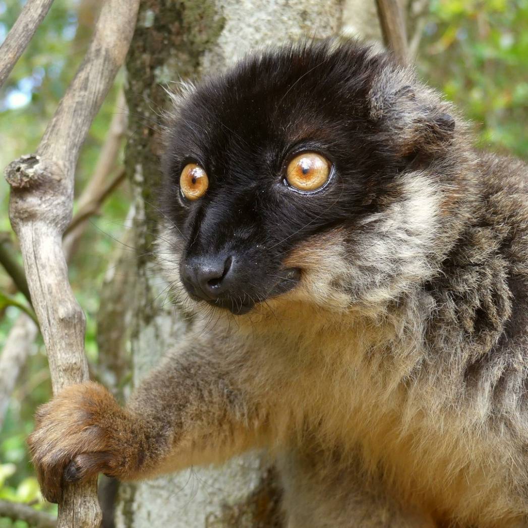 Madagascar: Land of the Lemurs