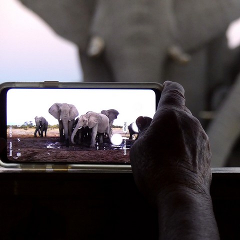 Close-up of cell phone camera pointed at elephants in Zimbabwe's Hwange National Park, with the actual elephant visible in the background