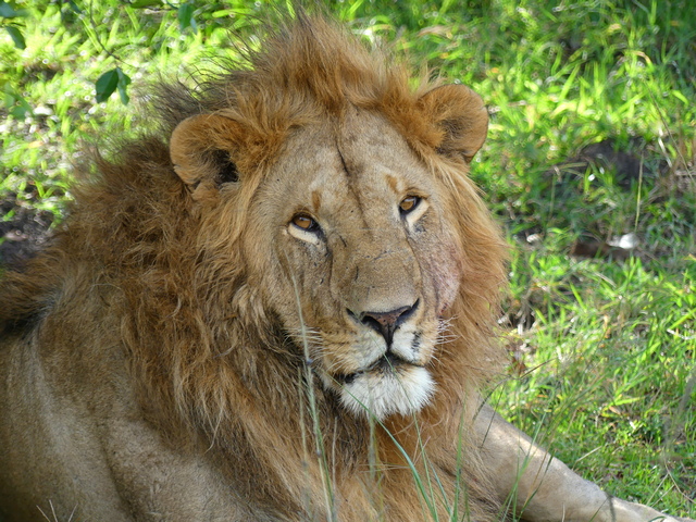 Portrait of large male lion looking directly at the camera in Kenya's Maasai Mara Reserve