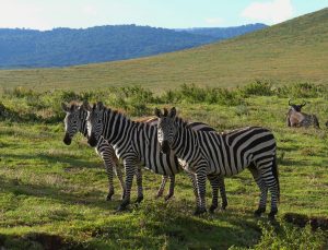 Classic Tanzania Family Safari