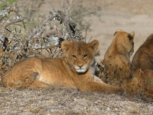 Classic Tanzania Family Safari