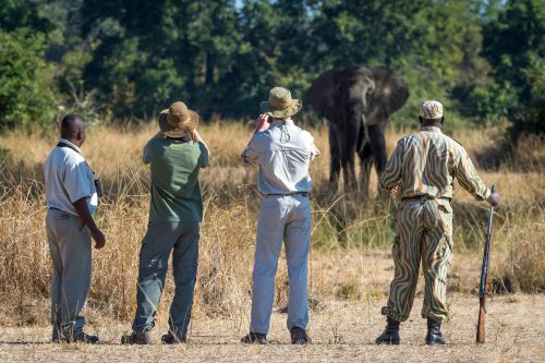 South Luangwa Walking Safari