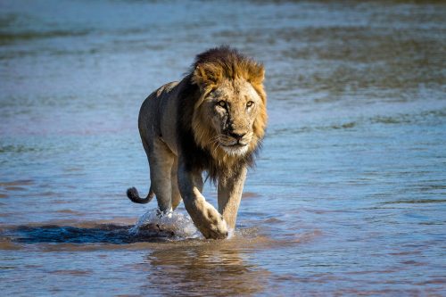 South Luangwa Walking Safari