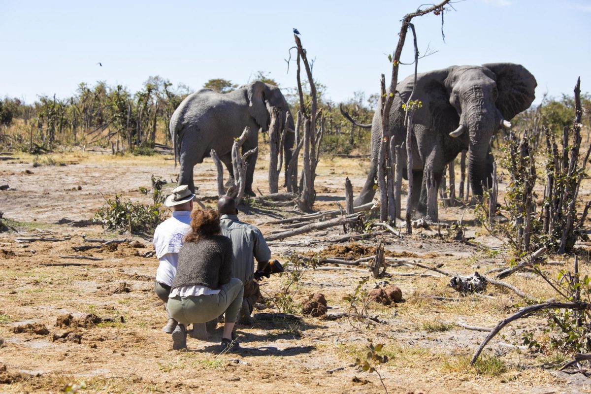 South Africa and Botswana Safari