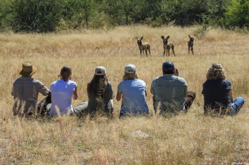 Wilds of Zimbabwe Safari