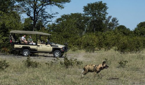 South Africa and Botswana Safari