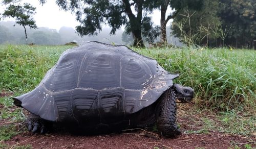 Galapagos Luxury Cruise