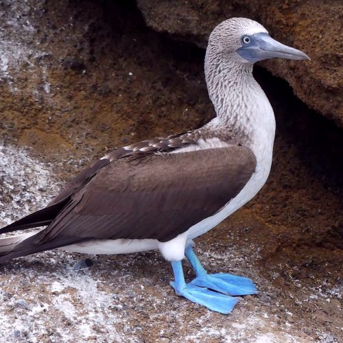 Galapagos Luxury Cruise