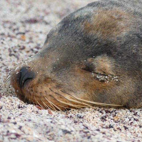 Galapagos Luxury Cruise