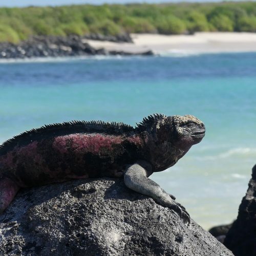 Galapagos Luxury Cruise