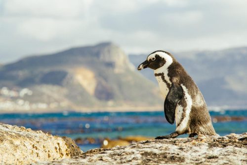 Cape Town and Kruger