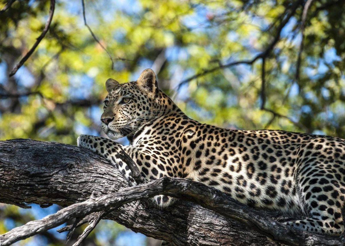 South Africa and Botswana Safari