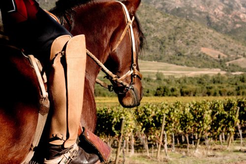 South America Wine Adventure