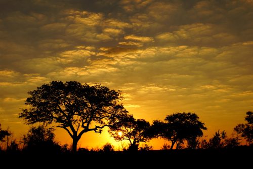South Africa Wine and Wildlife Safari