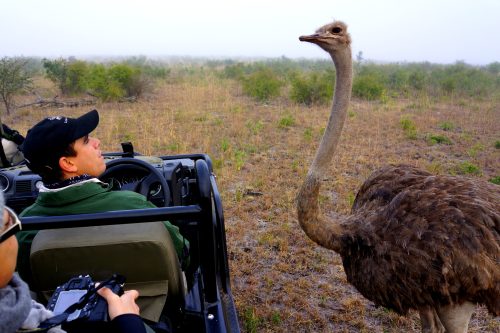 South Africa Wine and Wildlife Safari
