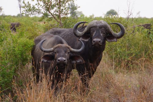 South Africa Wine and Wildlife Safari