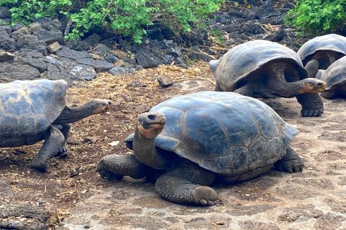 Galapagos Classic Cruise