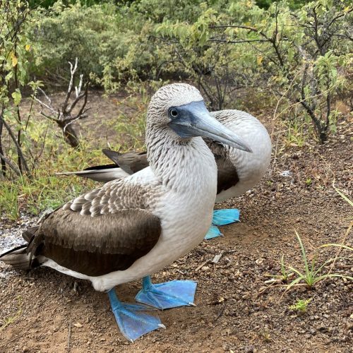 Galapagos Classic Cruise