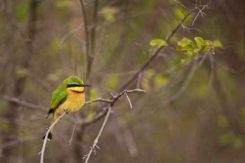 South Luangwa Walking Safari
