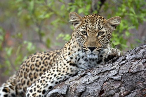 Cape Town and Kruger