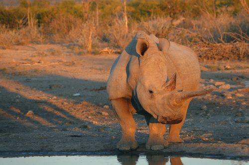 Quintessential Namibia