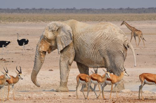 Quintessential Namibia