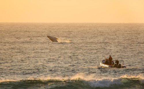 South Africa Bush and Beach Safari