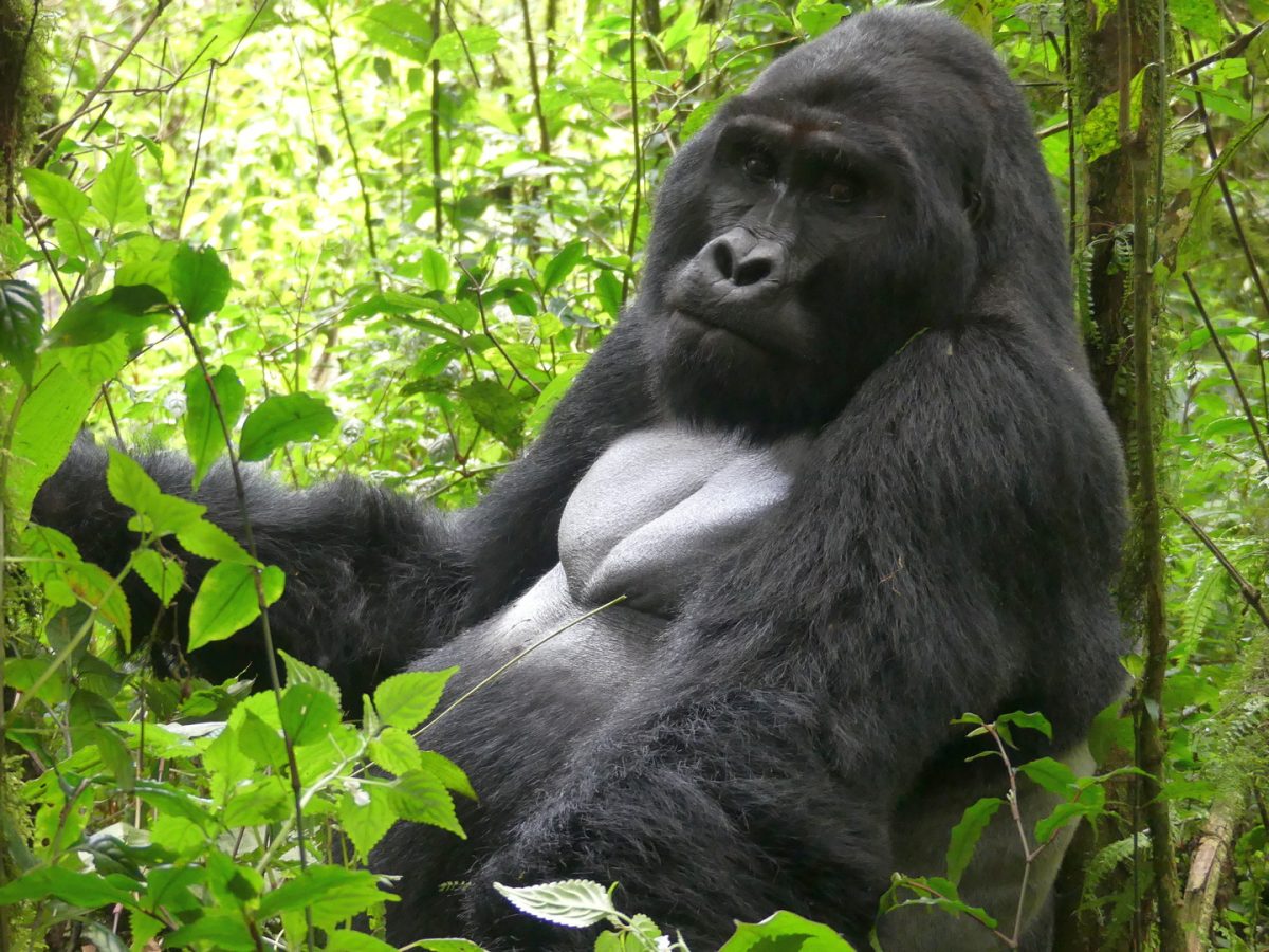 Uganda Gorilla Trekking Extension