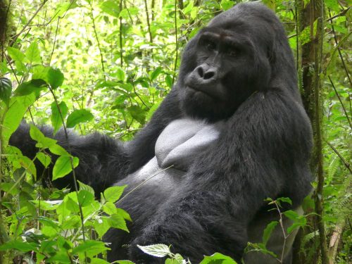 Uganda Gorilla Trekking Extension