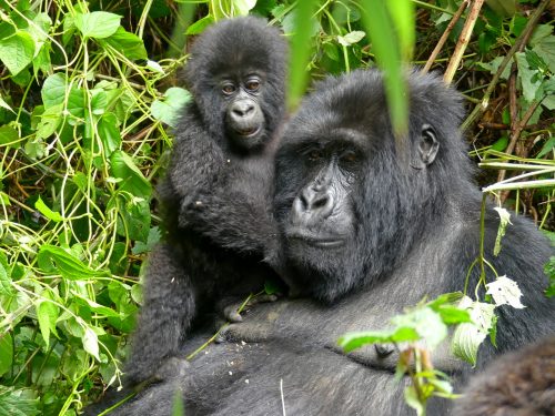 Rwanda Gorilla Trekking Extension