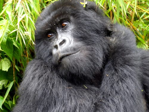 Rwanda Gorilla Trekking Extension
