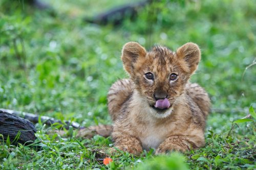 Classic Kenya Safari