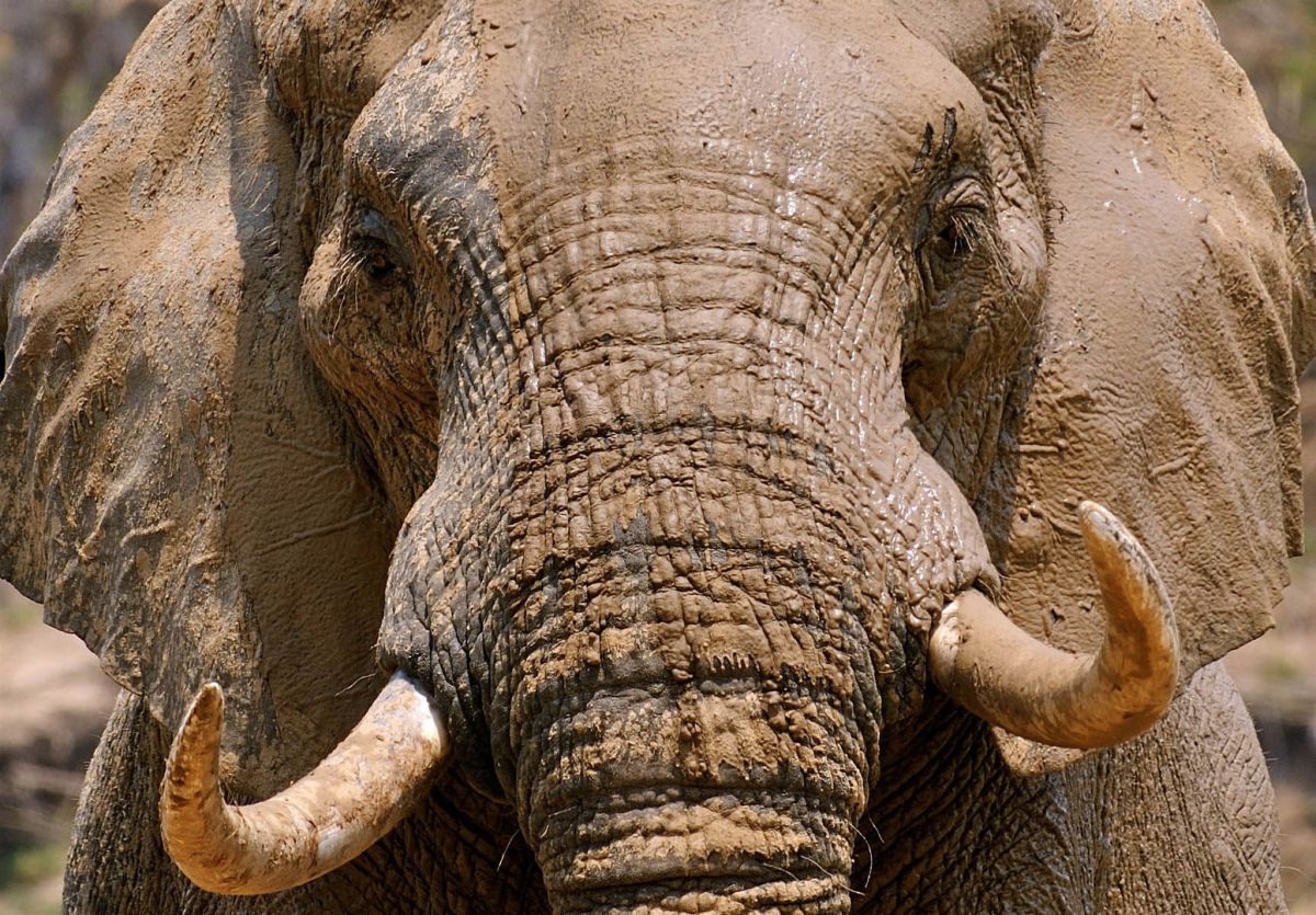 South Luangwa Walking Safari
