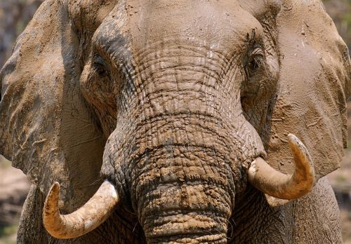 South Luangwa Walking Safari