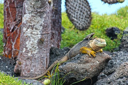 Galapagos by Land