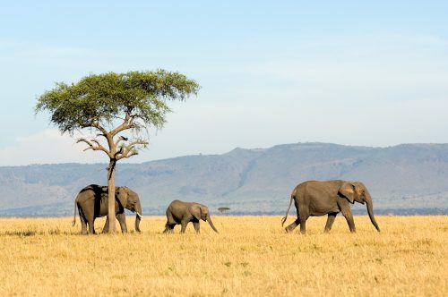 Luxury Tanzania and Kenya Safari