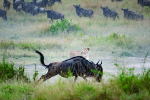 Luxury Tanzania and Kenya Safari