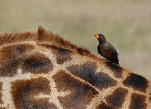Classic Tanzania Safari