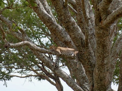 Classic Tanzania Safari