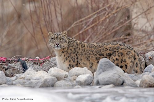 Quest for the Snow Leopard
