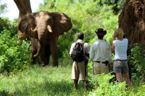 South Luangwa and Lower Zambezi Safari