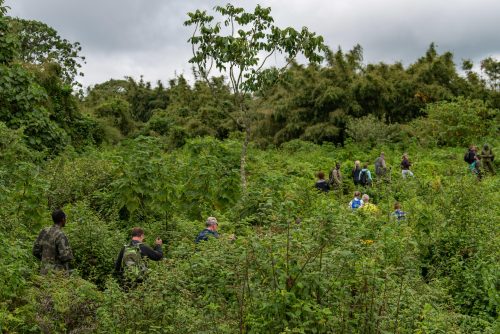 Rwanda Gorilla Trekking Extension