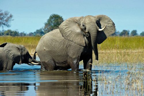 Luxury Okavango Delta Safari