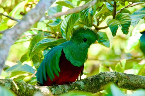 Wild Costa Rica