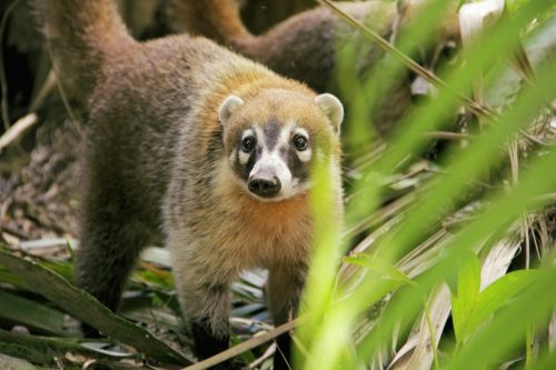 Wild Costa Rica