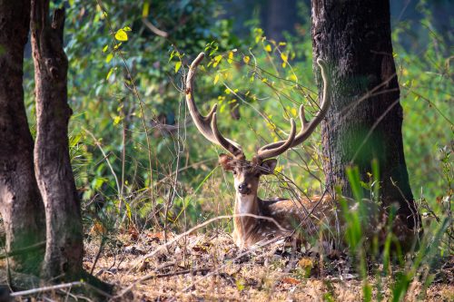 Wild India