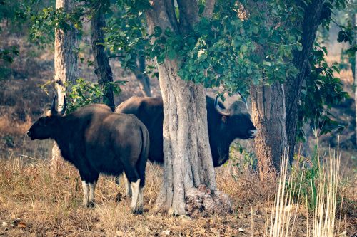 Wild India