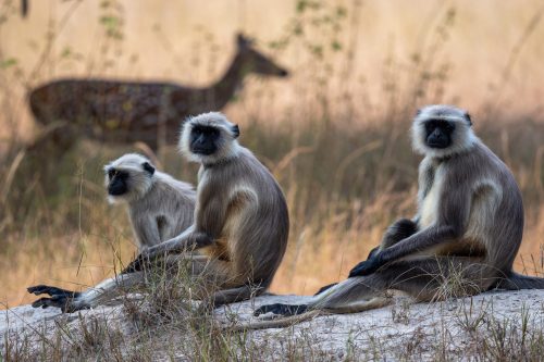 Wild India