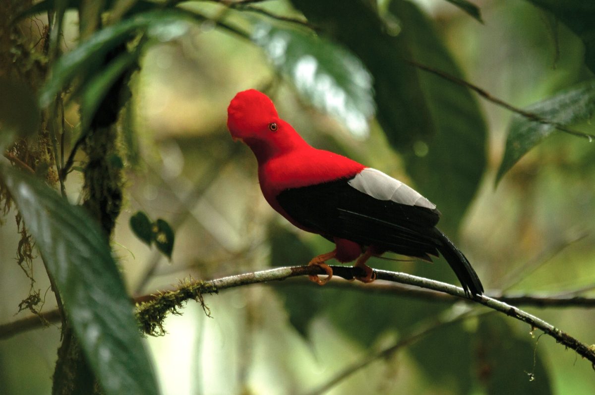 Amazon, Cloud Forest and Andes