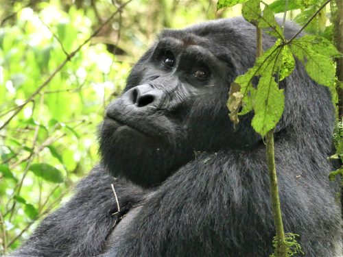 Classic Uganda Gorilla Safari